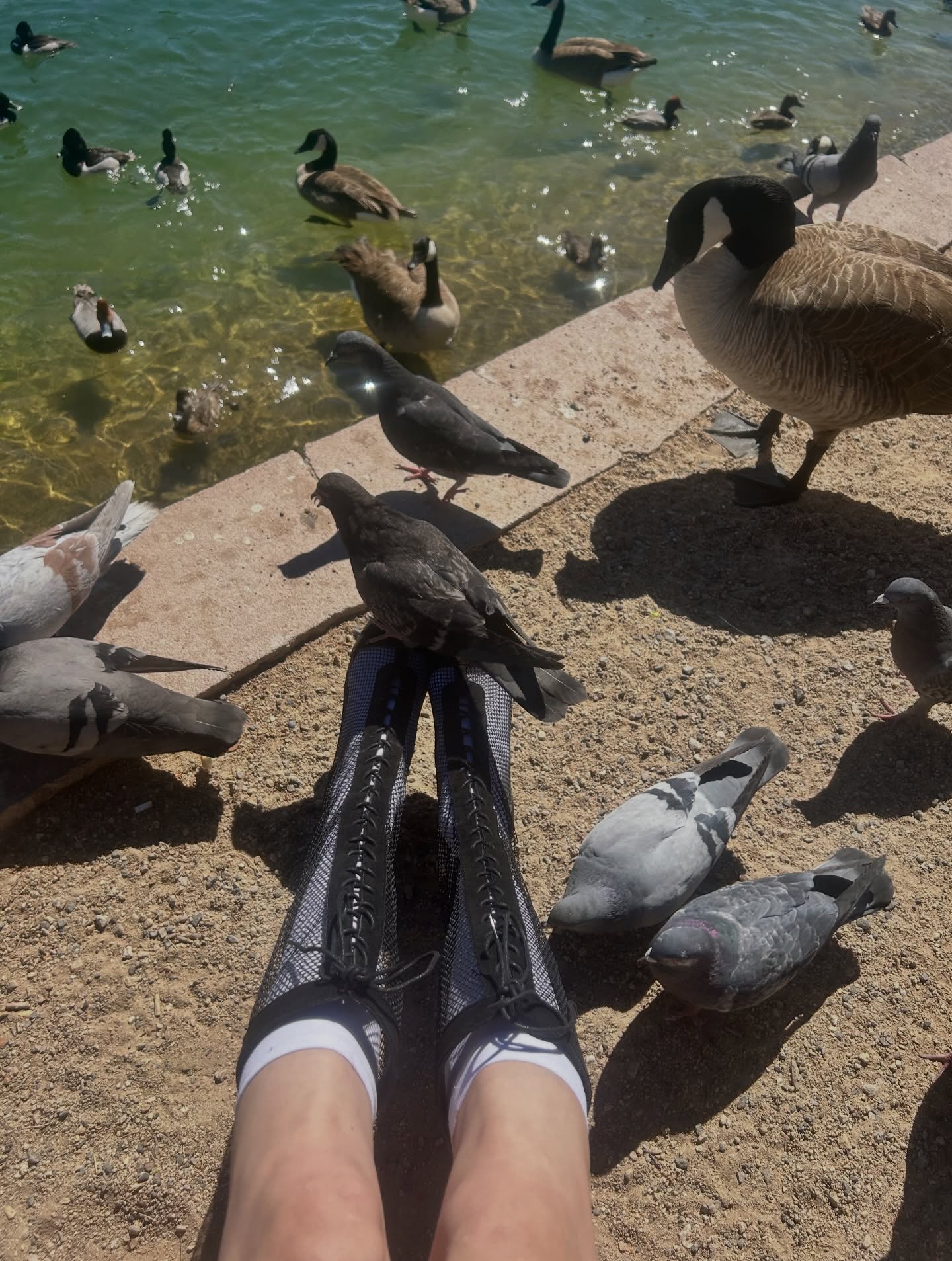 Ducks and geese by the water